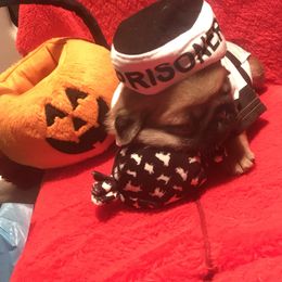 Pug Puppies from Pickwick Pugs