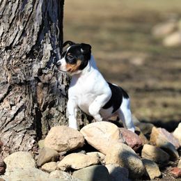 Australian Terrier and Rat Terrier Puppies from Seegmiller Standard Rat Terriers