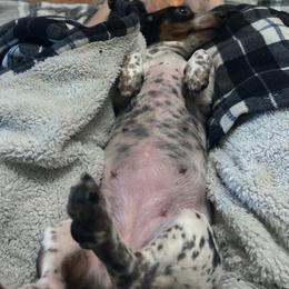 Daisy - Dachshund