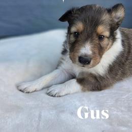 Gus - Sable and white male Shetland Sheepdog puppy in Gladbrook, Iowa from T Triple C Shelties