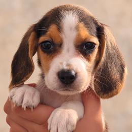 Dorthy - Blue tan and white female Beagle puppy in Lake City, Florida from Sunkissed Beagles