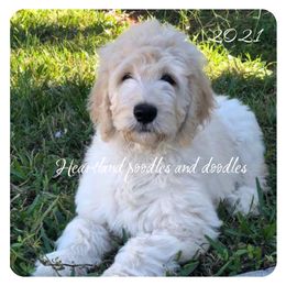 Goldendoodle Puppies from Heartland Poodles and Doodles