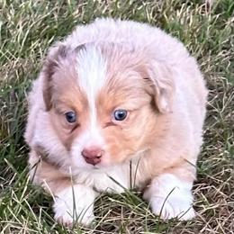 Girl 4 - Red merle female Toy Australian Shepherd puppy in Lame Deer, Montana from Bar M Toy Aussies