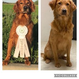 Golden Retriever and Labrador Retriever All Grown Up from Glenn Farm Retrievers