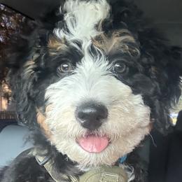 Bernedoodles from Full Hands Farm