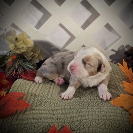 Boy 1 - Miniature American Shepherd puppy in Allentown, Pennsylvania from Great Companions MAS -Pennsylvania