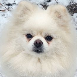 Pomeranians from HERRPOMS