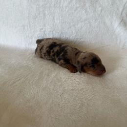 Cody - Dapple male Dachshund puppy in Perris, California from Doxie_pupps