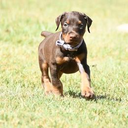 Liberty - Red and rust female Doberman Pinscher puppy in Overton, Texas from Obsidian Kennel