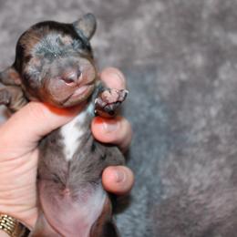 Dapple girl number 2 - Dapple female Dachshund puppy in Stockton, California from Wiggles & Wags Dachshund's