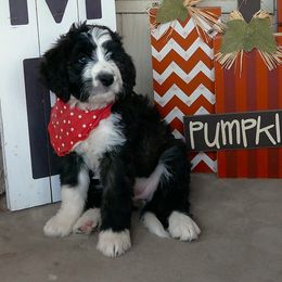Amethyst - Tri-color female Bernedoodle puppy in Mesa, Arizona from Cookies and Cream Doodles