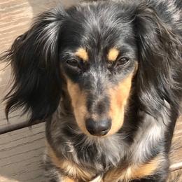 Zoey - Dachshund