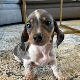 Dachshunds from Thunder Paws