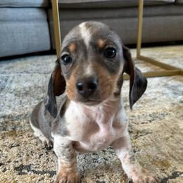 Dachshunds from Thunder Paws