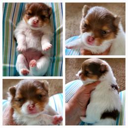 Parti Princes - Chocolate parti female Pomeranian puppy in Forsyth, Illinois from Amazing Grace Pomeranians