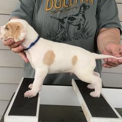 Blue Collar Boy - Orange and white male Pointer puppy in Youngsville, North Carolina from Dogma Pointers & Bulldogs