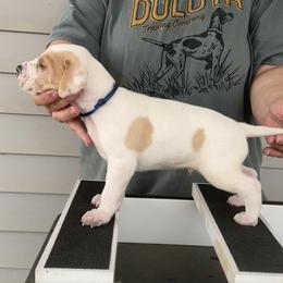 Blue Collar Boy - Orange and white male Pointer puppy in Youngsville, North Carolina from Dogma Pointers & Bulldogs