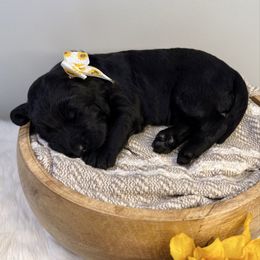 Morticia Addams - Black female Labradoodle puppy in Adams, Nebraska from Boxcar Doodles and Poodles