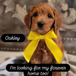 Oakley - Red  male Goldendoodle puppy in Warrior, Alabama from Elite Goldendoodles and Bernedoodles