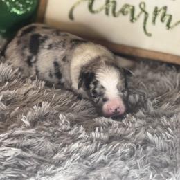 Marlin - Blue merle male Miniature Australian Shepherd puppy in California from Eagle River Aussies