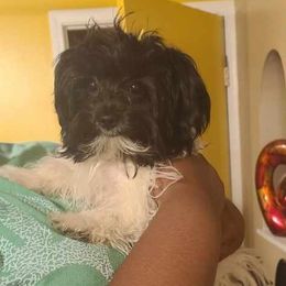 Daisy - Morkie