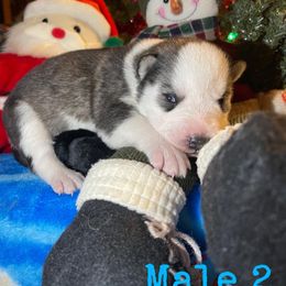 Siberian Husky Puppies from Siberian Huskies-Beckham the Great