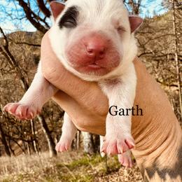 Garth - Blue speckled male Australian Cattle Dog puppy in Redding, California from Macushla Kennel