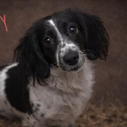 Poppy - Dachshund