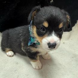 Mickey - Black and tan male Pembroke Welsh Corgi puppy in Algona, Iowa from LTT Corgis