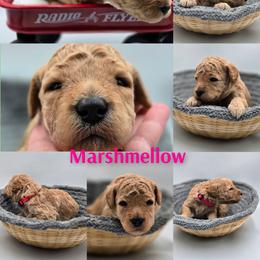 Marshmellow - Apricot female Goldendoodle puppy in Summerville, South Carolina from Channys Doodles