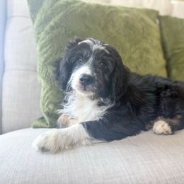 Superior - Black tri-color male Aussiedoodle puppy in Granbury, Texas from Triple Cross Doodles