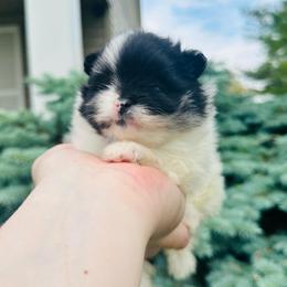 Prada - Blue merle female Pomeranian puppy in Waterloo, Indiana from Garcias Pomeranian