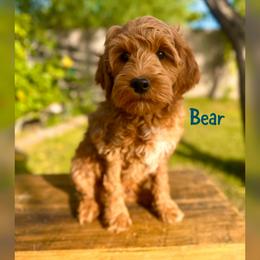 Bear - Red  male Goldendoodle puppy in Glendale, Arizona from Follow Your Bliss Doodles