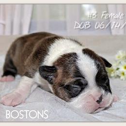 Girl 2 - Black brindle and white female Boston Terrier puppy in North Central, Vermont from Windy Valley’s Bostons