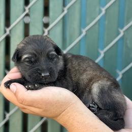 Half Dome - Yellow boy - Sable male German Shepherd puppy in Oakley, California from Von Guadachi German Shepherds & Audacity Border Collies