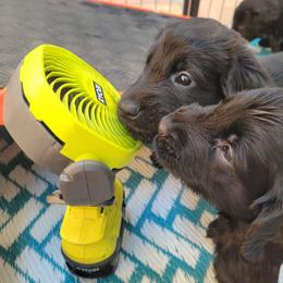 Flat-Coated Retriever Puppies from Chantal Kennel FCR's raised by Josie LeBalch