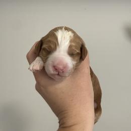 Heart - Red  female Goldendoodle puppy in Clinton, Utah from Golden Law Kennels