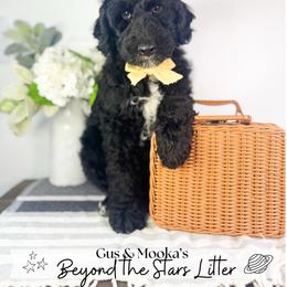 Sol - Black male Goldendoodle puppy in Anderson, South Carolina from Brinkerhoff Doodle Farm
