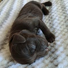 Boykin Spaniel Puppies from DrWatson Boykin Spaniels