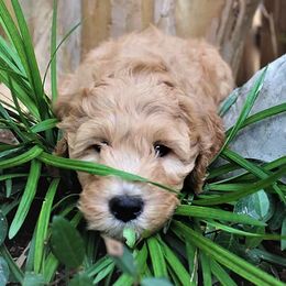 Goldendoodle Puppies from The Doodle Spot