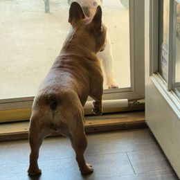 Girl 3 - Fawn and white French Bulldog puppy in Greensboro, North Carolina from Ideal Frenchies LLC