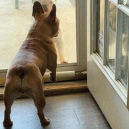 Girl 3 - Fawn and white French Bulldog puppy in Greensboro, North Carolina from Ideal Frenchies LLC