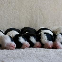 Bernedoodle and Cavapoo Puppies from Lawler’s Legacy Litters