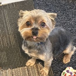 Fizzy - Yorkshire Terrier