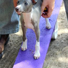 Boston Terrier and Italian Greyhound Puppies from 4Ever Boston Terriers & Italian Greyhounds