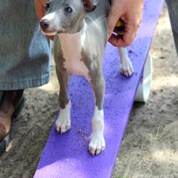 Boston Terrier and Italian Greyhound Puppies from 4Ever Boston Terriers & Italian Greyhounds