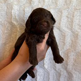 Crinkle - Chocolate female Goldendoodle puppy in Caldwell, Idaho from Leila Pearson