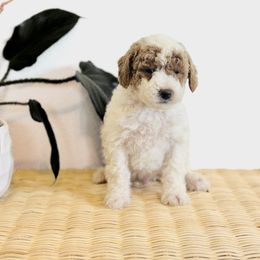 Bear - Parti male Goldendoodle puppy in Livermore, Colorado from Heritage Hills Family Doodles