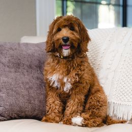 Dani - Australian Labradoodle