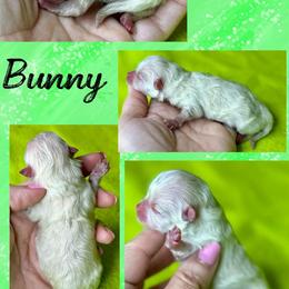 BUNNY - White female Pomeranian puppy in Willis, Texas from Treasured Jewels Pomeranians